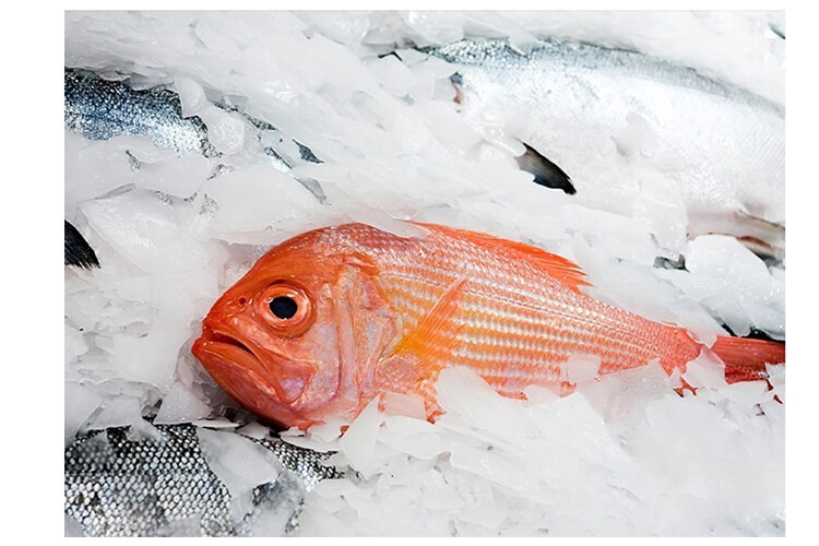 application de glace &eacute;caille