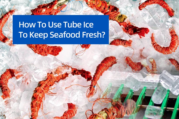 Comment utiliser la glace tube pour maintenir les fruits de mer frais?
