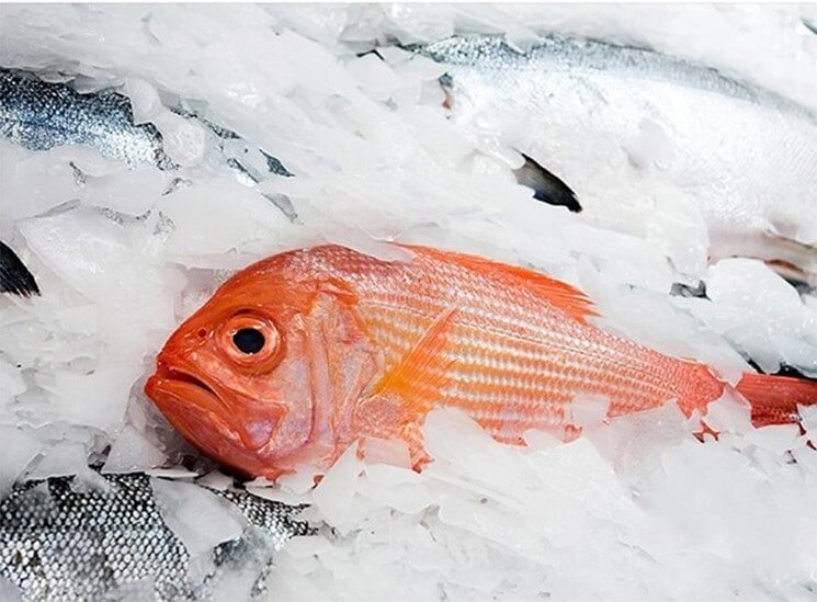 glace en écailles pour poisson