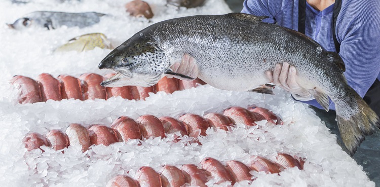 Glace en flocons pour la conservation des fruits de mer